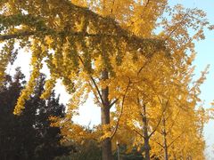 -大兴滨河森林公园