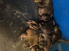 -秦记香辣蟹(松榆里店)