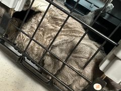 -伟伟宠物医院·CT影像中心·瑞派犬猫综合性门诊(汉口总院)