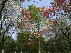 -金鸡湖桃花岛