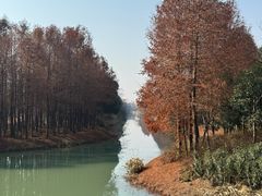 -贡湖湾湿地公园