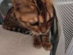 -纳吉亚猫专科动物医院·北北分院