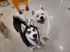 -共舞时光猫咖·狗咖(新街口店)
