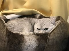 -猫大福·Fortune Cat猫舍(百子湾店)