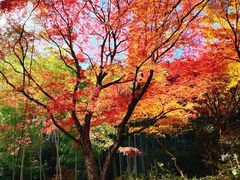 -常寂光寺