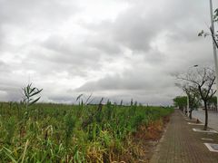 -南汇嘴观海公园