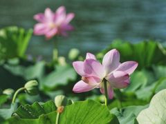 -莲花池公园