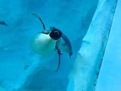 -帝企鹅自助餐厅•儿童岛•真企鹅(长隆企鹅酒店)