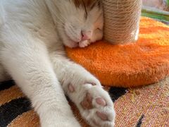 -平行世界·猫咖(首经贸店)