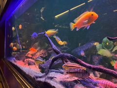 -Golden Lily河内巴黎法越料理餐厅(建国西路店)