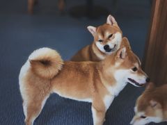 -柴源莊·柴小宠柴犬咖啡