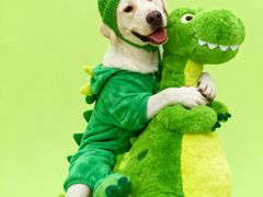 -翊宠yipet猫狗购宠庄园犬舍•猫舍