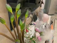 -宁夏国强手抓羊肉·清真菜(未央路凤三店)