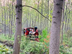 -合肥滨湖国家森林公园