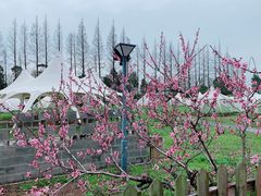 -前小桔亲子创意农场·草莓采摘·露营烧烤