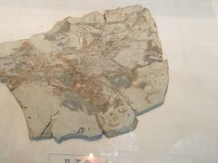 -吉林省自然博物馆