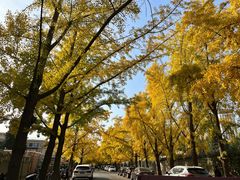 -三里屯东五街银杏大道