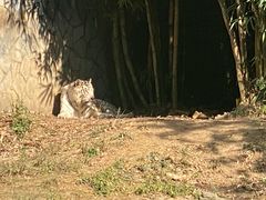 -贵州森林野生动物园
