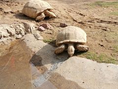 -广州长隆飞鸟乐园