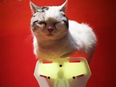 -猫色咖啡·猫咖