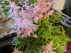 -双季花艺园艺市场(浦东店)