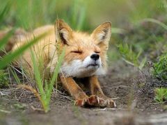 -王阿姨文昌油赞子(府桥街店)