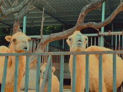 -泉州海丝野生动物世界