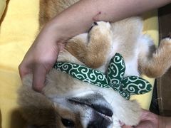 -逗柴咖啡屋·狗咖猫咖宠物桌游