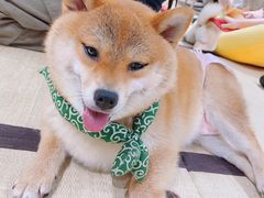 -逗柴咖啡屋·狗咖猫咖宠物桌游