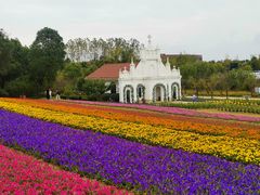 -杭州湾海上花田景区