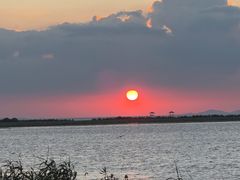 -西京湾花海