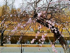 -海棠花溪(元大都城垣遗址公园)