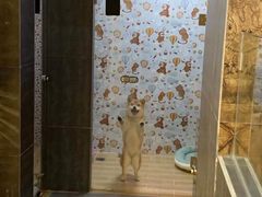 -宠物之家Pets Home 宠物寄养酒店