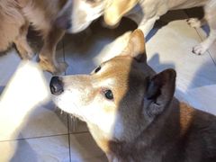 -萌喵宠狗爱心宠咖
