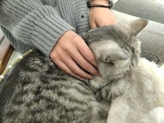 -共舞时光猫咖·狗咖(新街口店)
