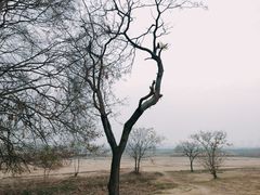 -盘龙城国家考古遗址公园