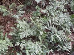 -南宁良凤江国家森林公园