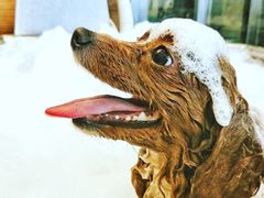 -PETKIT小佩宠物(古北店)