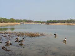 -北京麋鹿生态实验中心