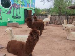 -鄂尔多斯野生动物园