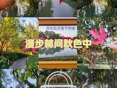 -青枫公园