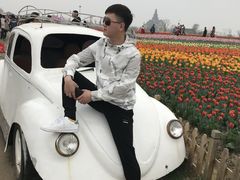 -荷兰花海