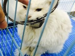 嘉宠动物医院-嘉宠动物医院