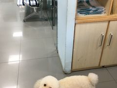 -瑞派宠物医院·24h·骨外科·皮肤科·全科宠物医疗转诊中心(沈阳浑南院)