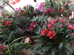 -桂林市花鸟市场