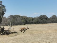 -威勒比开放式动物园