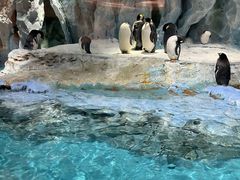 -帝企鹅自助餐厅•儿童岛•真企鹅(长隆企鹅酒店)