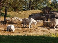 -北京野生动物园