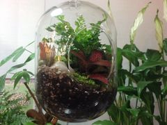 iphone_upload_pic-双季花艺园艺市场(浦东店)