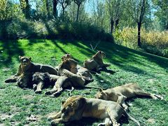 -北京野生动物园